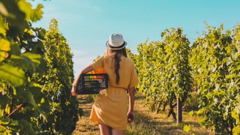 Gold Coast: Private Winery Tour in a New Luxury Vehicle - Authentic, Local Experience