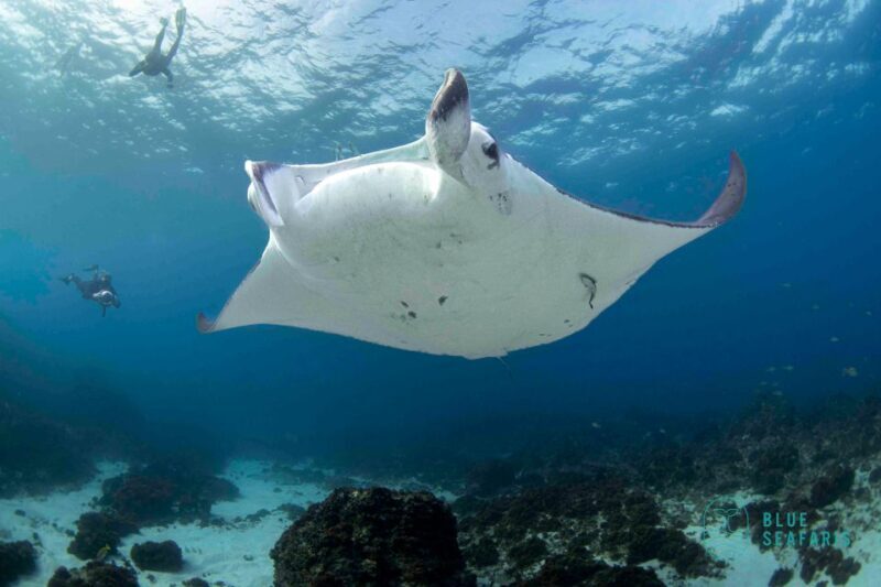 Gold Coast: Snorkel with Turtles - Gold Coast: Snorkel with Turtles – A Close Encounter with Marine Life