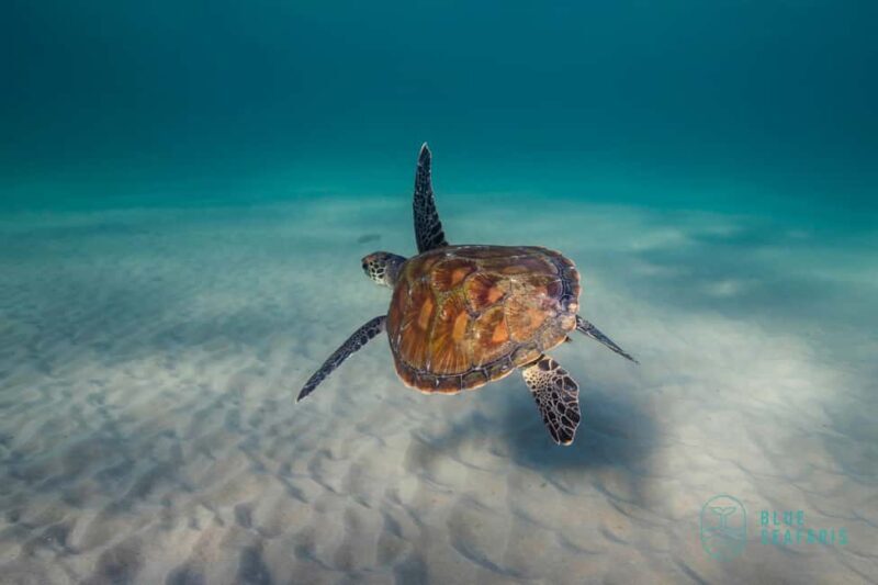 Gold Coast: Snorkel with Turtles - Value and Practical Considerations