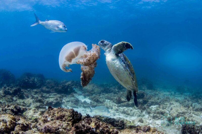 Gold Coast: Snorkel with Turtles - FAQ