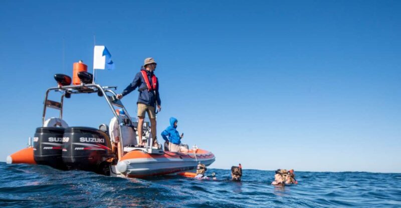 Gold Coast: Swim with Whales - Key Points