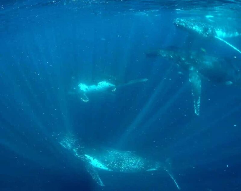 Gold Coast: Swim with Whales - An In-Depth Look at the Gold Coast Whale Swim Experience