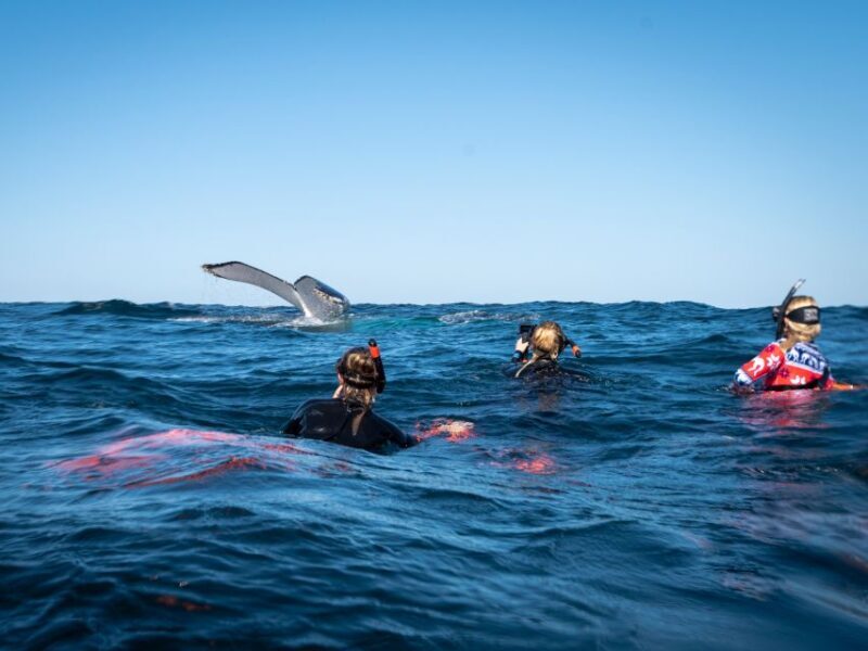 Gold Coast: Swim with Whales - Final Thoughts