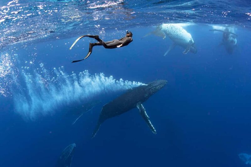 Gold Coast: Swim with Whales - The Experience in Detail