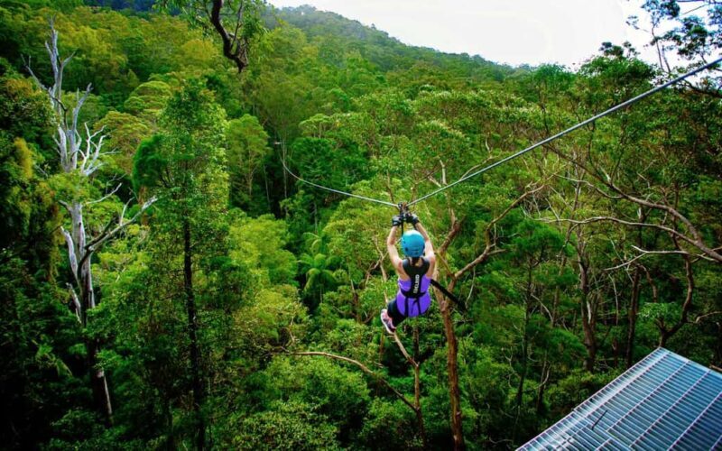Gold Coast: Tamborine Mountain Canyon Flyer Zipline Tour - An Elevated Perspective on the Gold Coast Hinterland