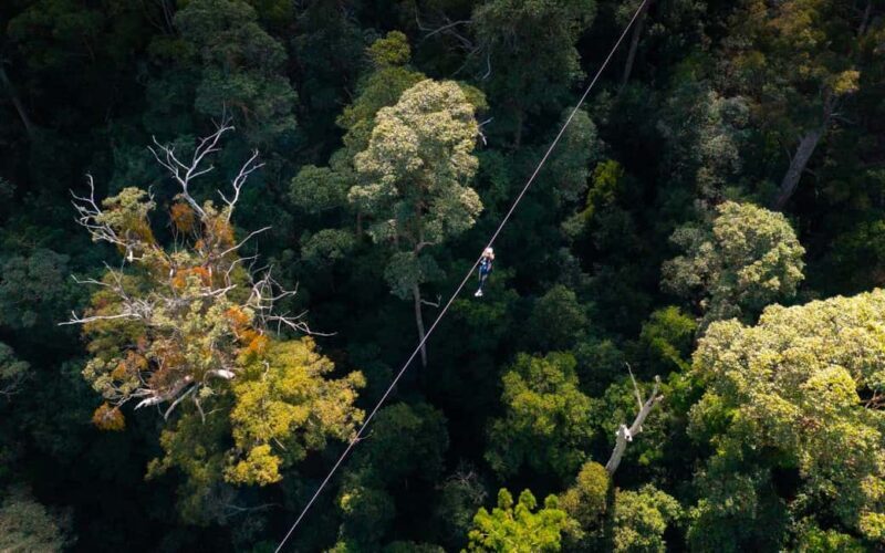 Gold Coast: Tamborine Mountain Canyon Flyer Zipline Tour - Practical Details and Tips