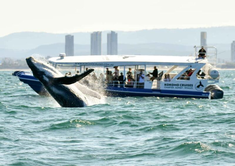 Gold Coast Whale Experience - Final Thoughts: Who Will Love This Tour?