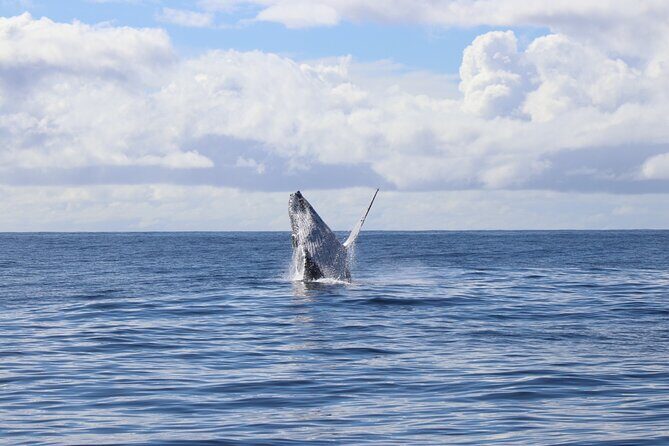 Gold Coast Whale Watching Adventure Tours - Exploring the Gold Coast Whale Watching Adventure Tours