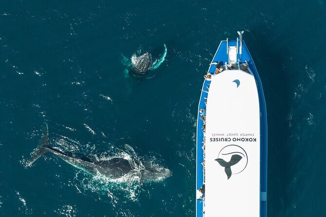 Gold Coast Whale Watching Cruise - A Deep Dive into the Gold Coast Whale Watching Experience