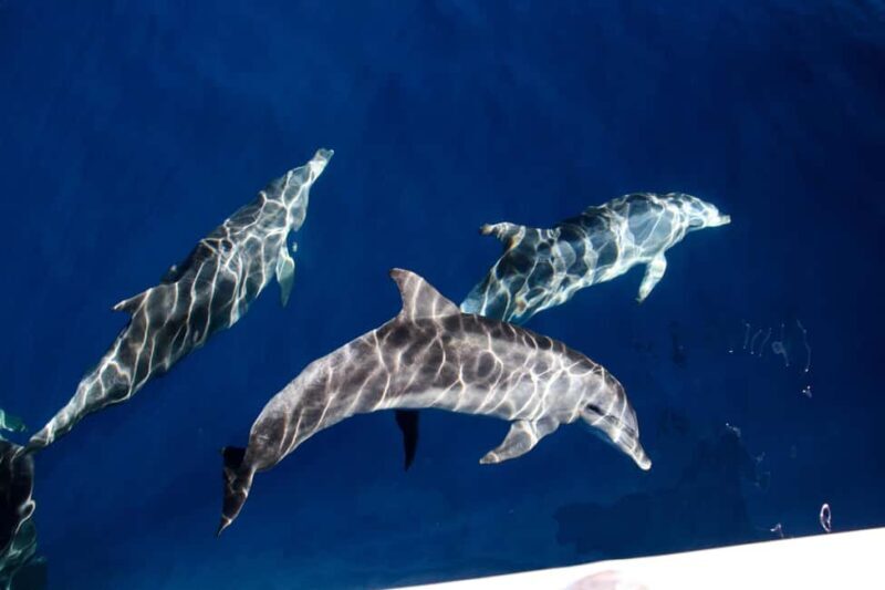 Gold Coast: Whale Watching Cruise & Sea World Entry - What the Tour Promises