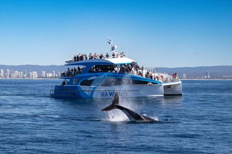 Gold Coast: Whale Watching Cruise & Sea World Entry - Authentic Experiences & Real Traveler Insights