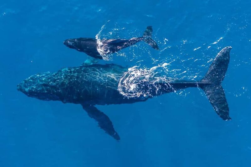 Gold Coast: Whale Watching - An In-Depth Look at the Gold Coast Whale Watching Tour