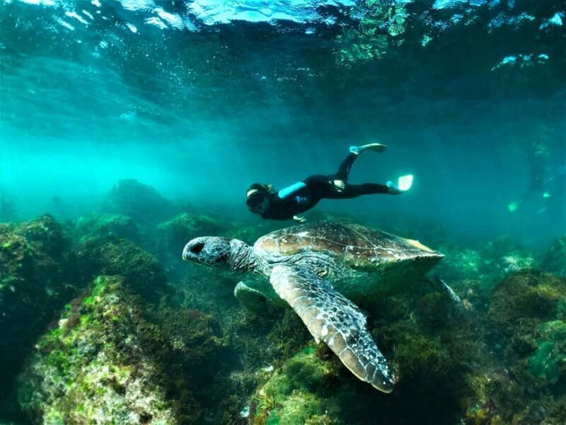 Gold Coast: Whales, Dolphins & Snorkelling with Turtles - A Closer Look at What You Can Expect