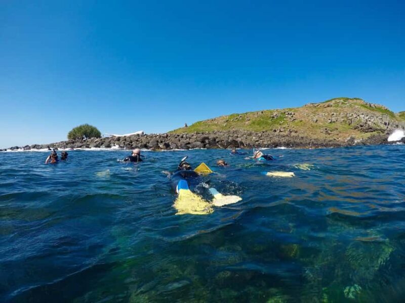 Gold Coast: Whales, Dolphins & Snorkelling with Turtles - Why This Tour Offers Great Value