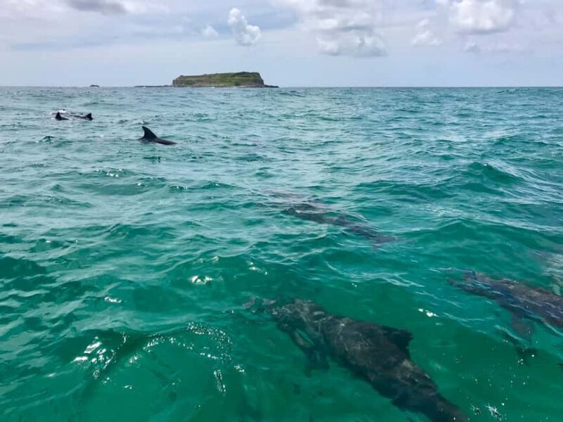Gold Coast: Whales, Dolphins & Snorkelling with Turtles - Final Thoughts