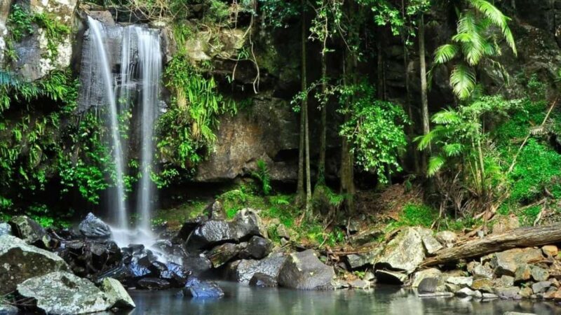 Gold Coast: Wine, Distillery & Rainforest Day Tour - A Full Breakdown: What to Expect on the Gold Coast Tamborine Mountain Tour