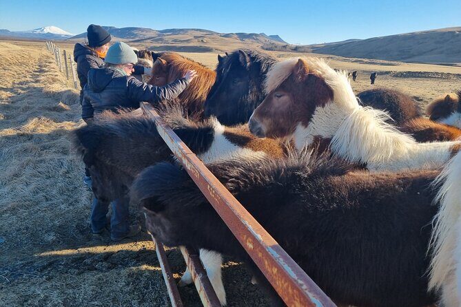 Golden Circle Experience - Private Eco Tour - References