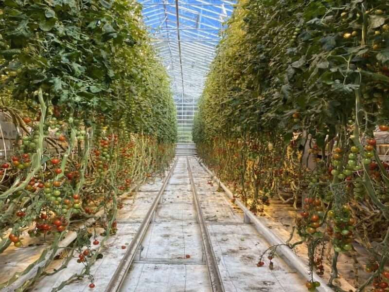 Golden circle, hot spring bakery, tomato farm private tour - Exploring Iceland’s Golden Circle with a Personal Touch