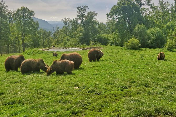 Golden Circle of Transylvania - Day 4: UNESCO Heritage and Medieval Charm