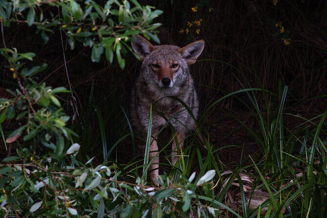 Golden Gate Park Twilight Wildlife Walking Tour - Golden Gate Park Twilight Wildlife Walking Tour: A Close-Up with Nature in the City