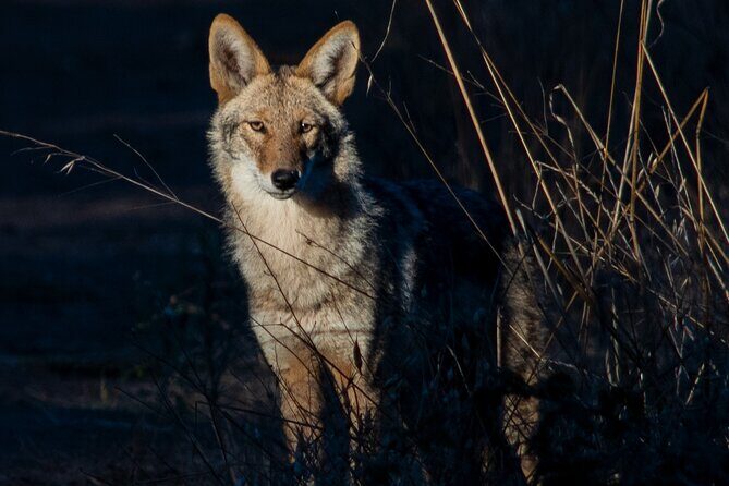 Golden Gate Park Twilight Wildlife Walking Tour - Key Points