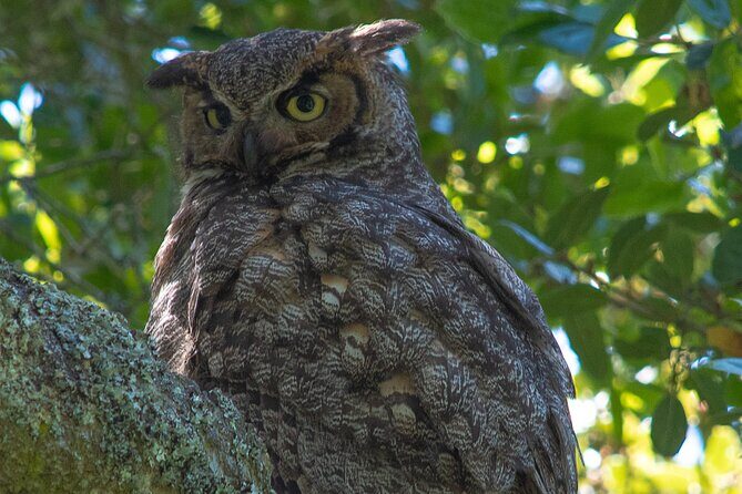 Golden Gate Park Twilight Wildlife Walking Tour - FAQ