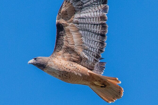 Golden Gate Park Wildlife Walking Tour - Experience the Best of Golden Gate Park on the Wildlife Walking Tour
