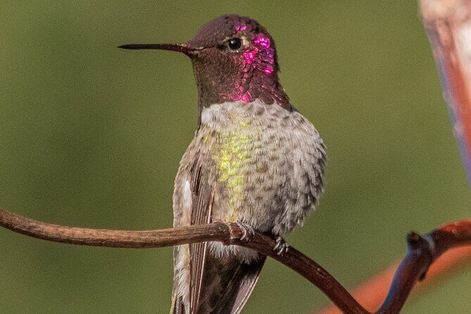 Golden Gate Park Wildlife Walking Tour - Key Points