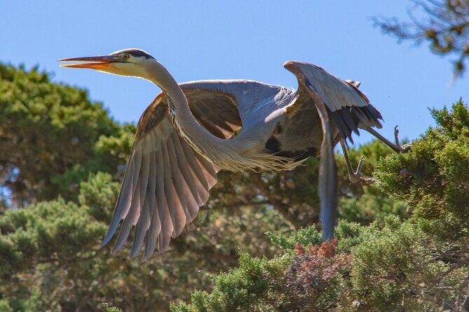 Golden Gate Park Wildlife Walking Tour - FAQs