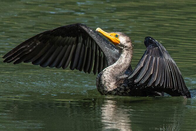 Golden Gate Park Wildlife Walking Tour - Final Thoughts