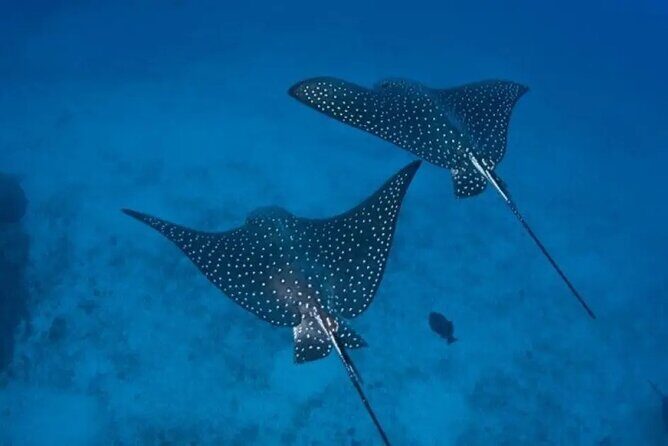 Golden Hour & Afternoon Snorkeling - Analyzing the Value: Price, Duration, and Overall Experience