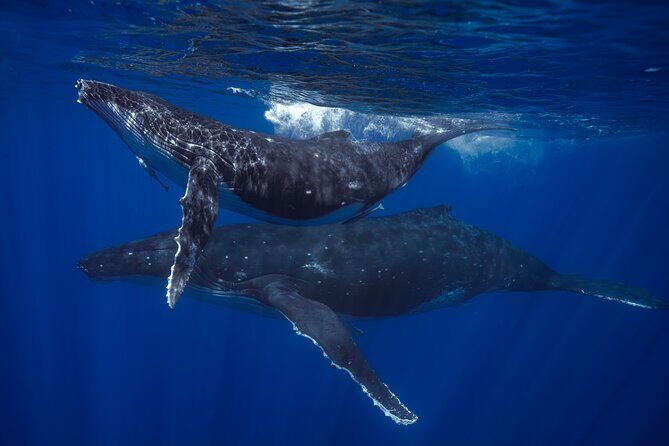 Golden Hour Kayak And Whale Watch - Key Points