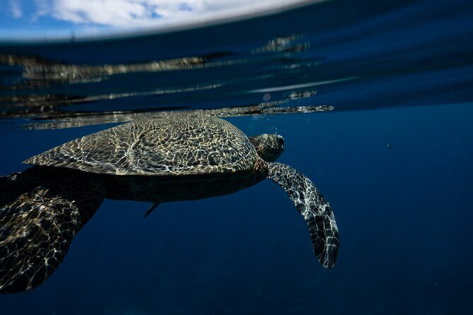 Golden Hour Kayak And Whale Watch - Final Thoughts