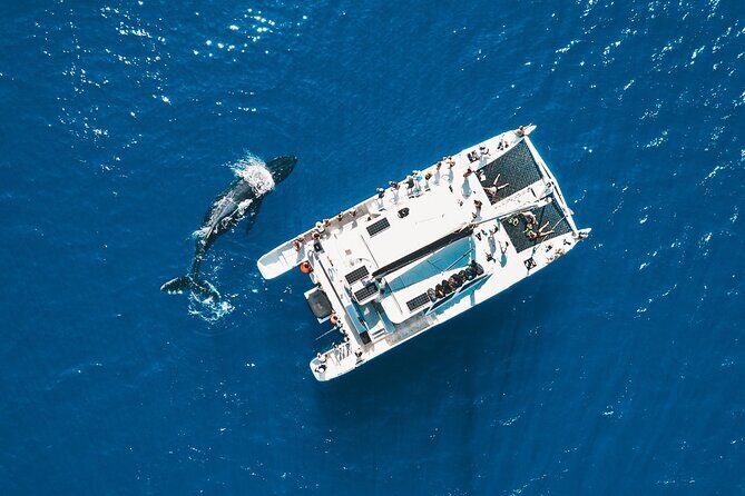 Golden Hour Whale Watch from Lahaina - The Itinerary in Detail