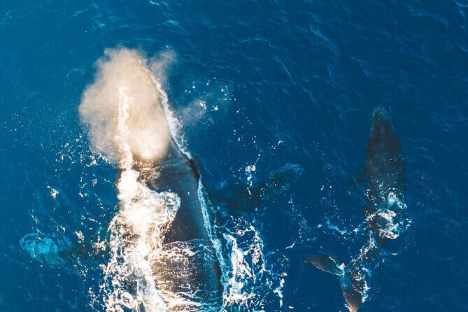 Golden Hour Whale Watch from Lahaina - FAQ