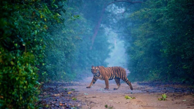 Golden Triangle Highlights & Tiger Safari at Jim Corbett - Journey into the Wilderness: Jim Corbett National Park