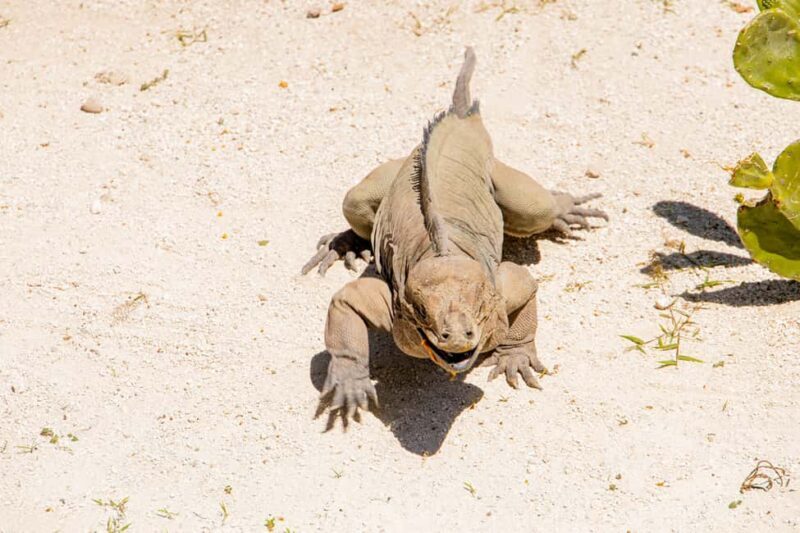Golf Cart Eco Tour Half Day Tour - A Detailed Look at the Golf Cart Eco Tour