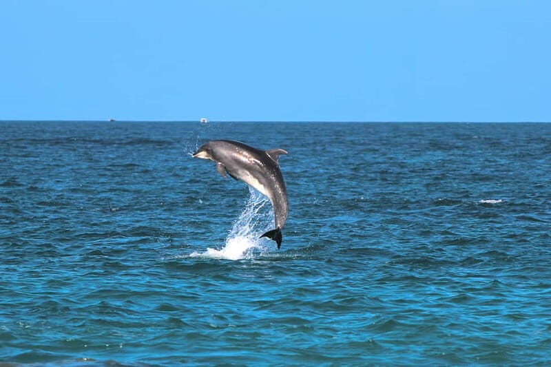 Golfo Aranci: Dolphin Watching Kayaking Tour with Aperitif - Who Will Love This Tour?