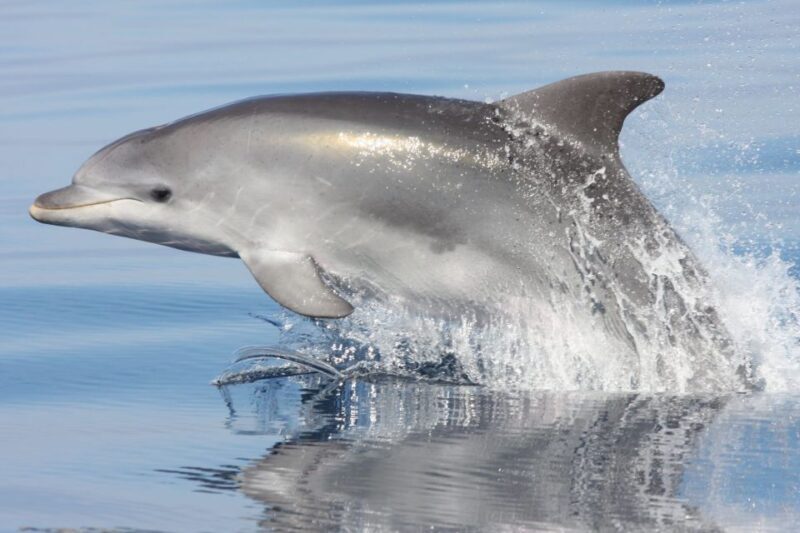 Golfo Aranci: Eco-Friendly Dolphin Watching Boat Trip - Key Points
