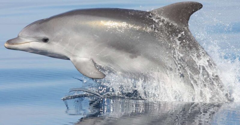 Golfo Aranci: Eco-Friendly Dolphin Watching Boat Trip - Exploring the Dolphin Watching Experience in Sardinia