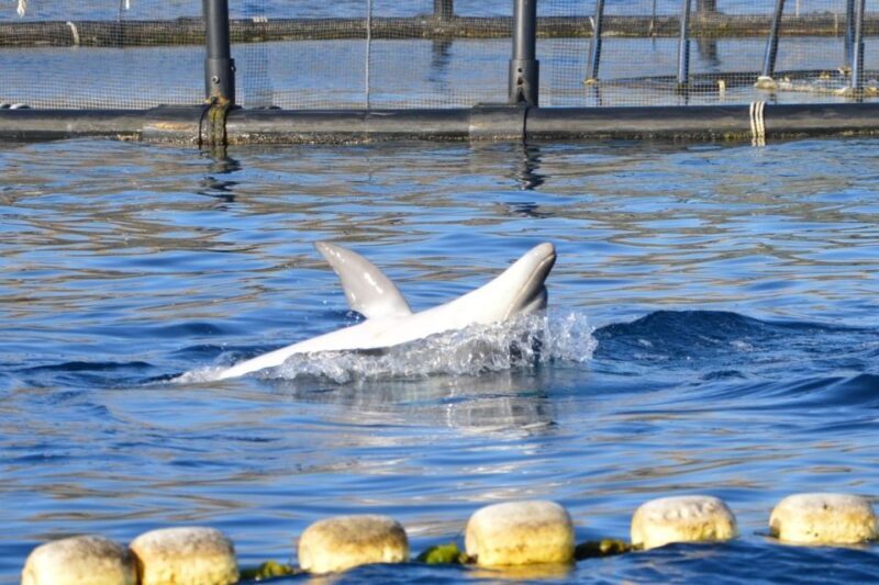 Golfo Aranci: Eco-Friendly Dolphin Watching Boat Trip - The Sum Up: Who Will Love This Tour?