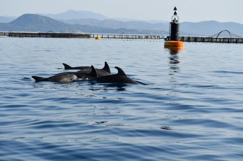 Golfo Aranci: Eco-Friendly Dolphin Watching Boat Trip - FAQ