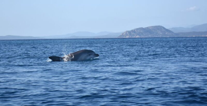 Golfo Aranci: Kayak Tour with Dolphins and Aperitif - The Sum Up: Who Should Book This?