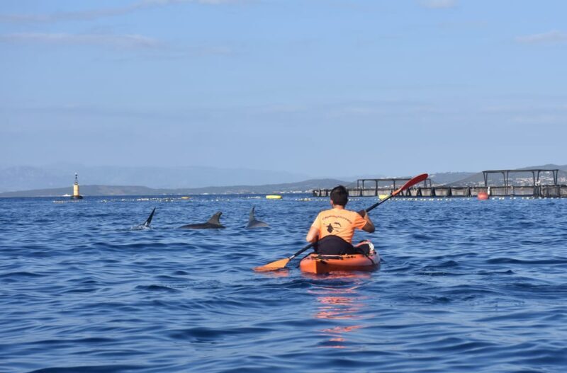Golfo Aranci: Sunrise Dolphin Kayak Tour with Breakfast - The Experience & Value