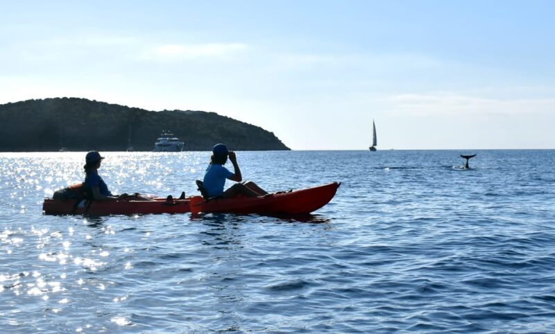 Golfo Aranci: Sunrise Dolphin Kayak Tour with Breakfast - FAQ