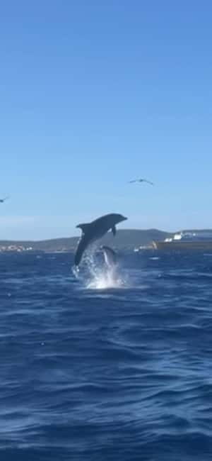 Golfo Aranci tour SUP Paddleboard Dolphin watching, aperitif - The Cost and Value