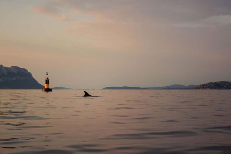Golfo Aranci: traditional or transparent kayaks, dolphins, and aperitif - Final Thoughts