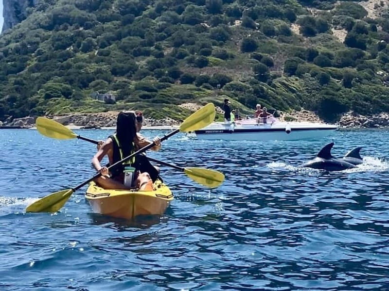 Golfo Aranci:Small group, german guided Kayak tour&Dolphins - Practical Details and What You Need to Know