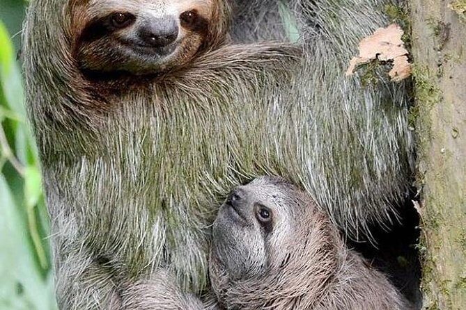 Goodman's Tour to the Sanctuary of Rescued Wild Animals - A Deep Dive into the Roatan Wildlife Sanctuary Tour