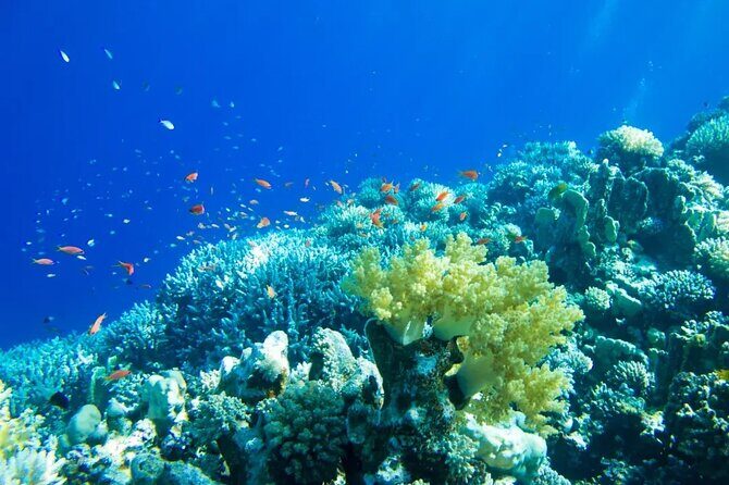 Gorgeous Contoy Adventure! Round Transportation from Cancun & Riviera Maya - An In-Depth Look at the Contoy Adventure